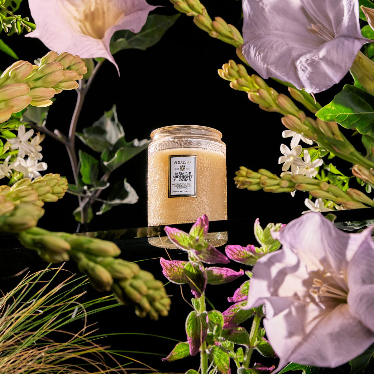 Jasmine Midnight 5.5 oz Jar