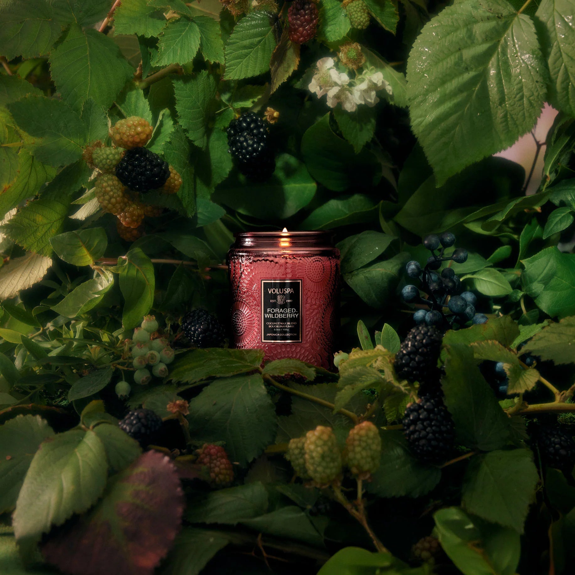 Foraged Wildberry 5.5oz Jar