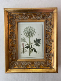 Framed Flower Antique Artwork