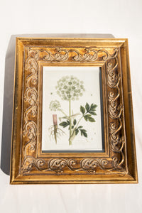 Framed Flower Antique Artwork